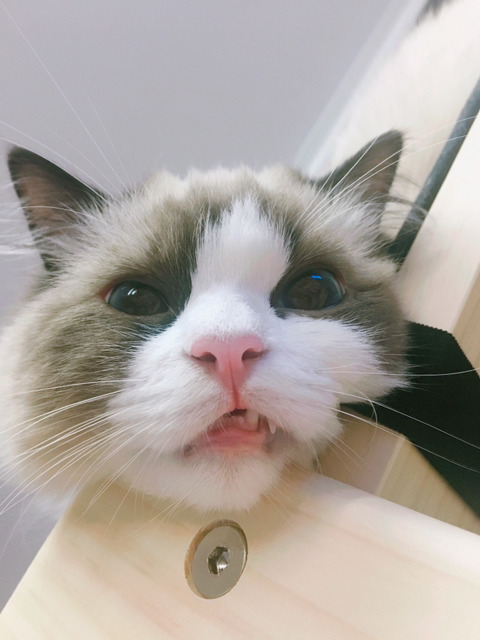 오동통한 고양이의 입술 ㅇㅅㅇ | 인스티즈