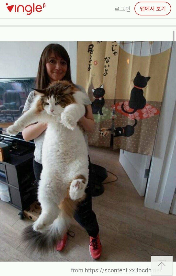뉴욕에서 가장 큰 고양이 | 인스티즈