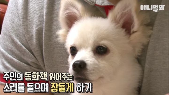 졸릴 때 건들면 열받는 강아지 | 인스티즈