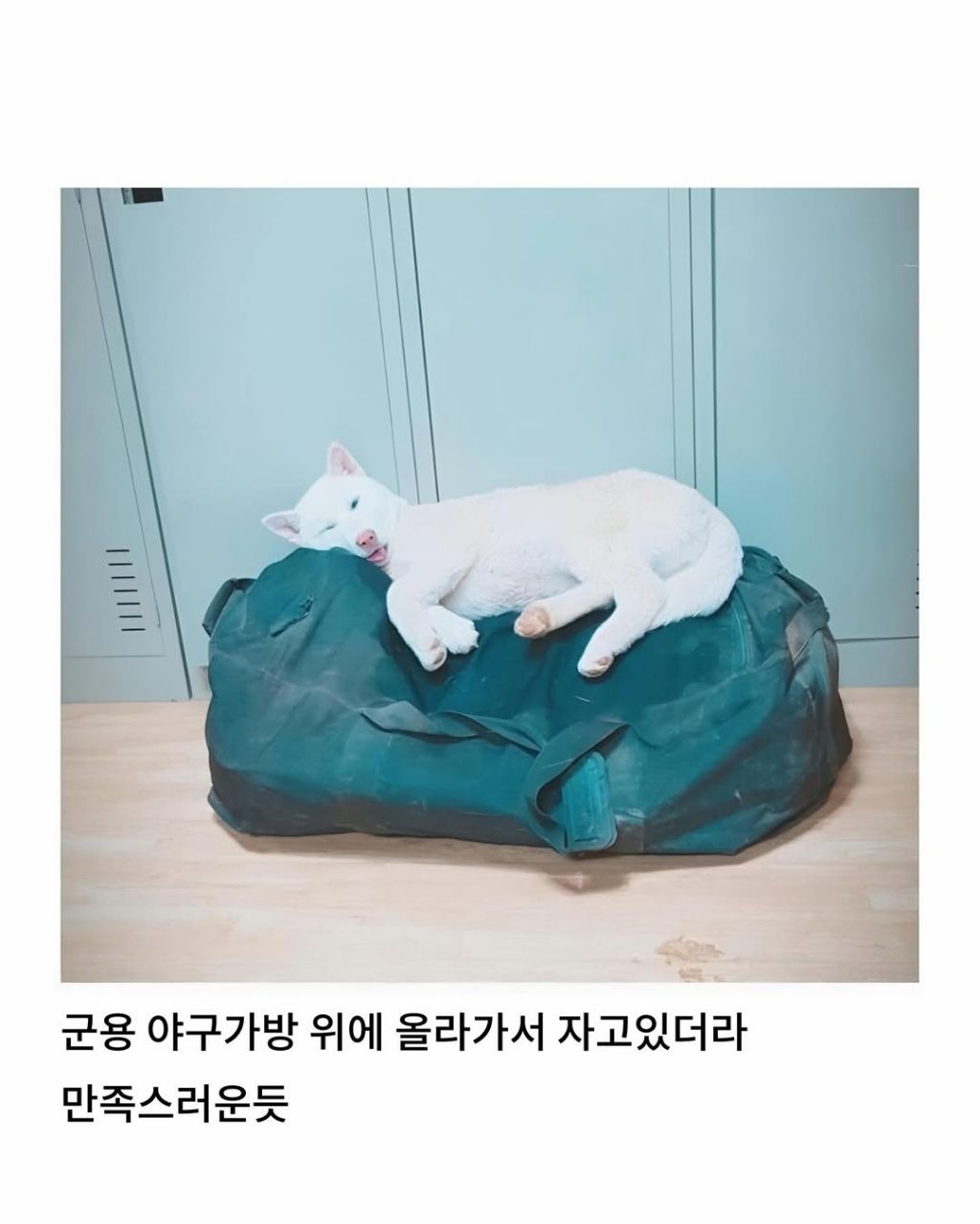 군부대에 들어와서 살기시작한 댕댕이 | 인스티즈