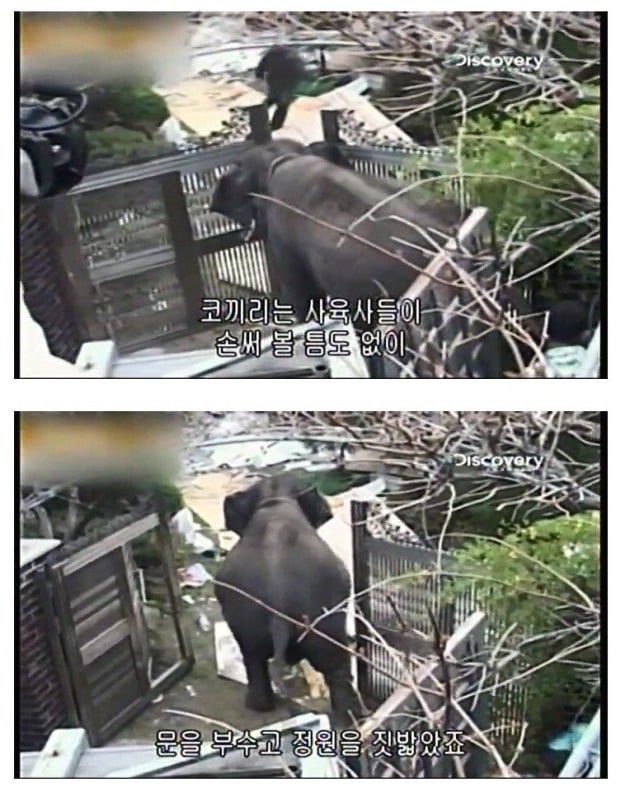 어린이대공원 코끼리 레전드 사건 jpg | 인스티즈