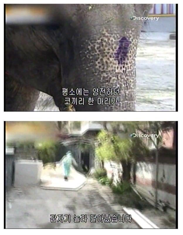 어린이대공원 코끼리 레전드 사건 jpg | 인스티즈