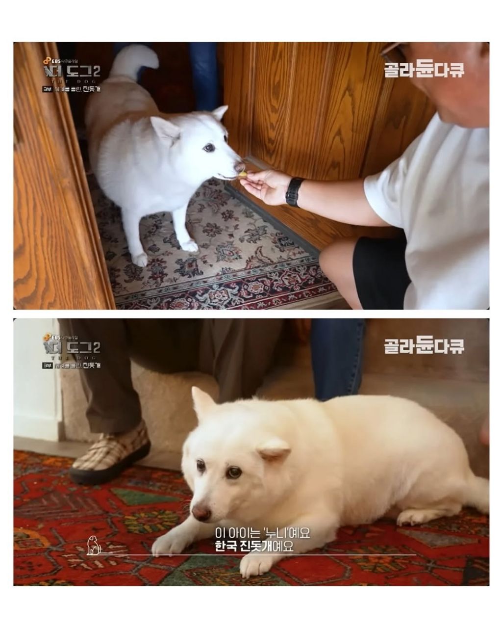 좀처럼 보기 힘들다는 살찐 진돗개 | 인스티즈