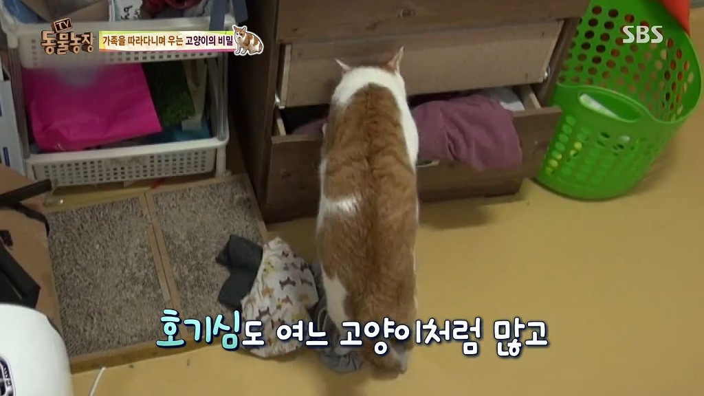 [동물농장] 존트 할말 다 하고 사는 수다쟁이 고양이 쪼롱이ㅋㅋㅋㅋ.jpg | 인스티즈