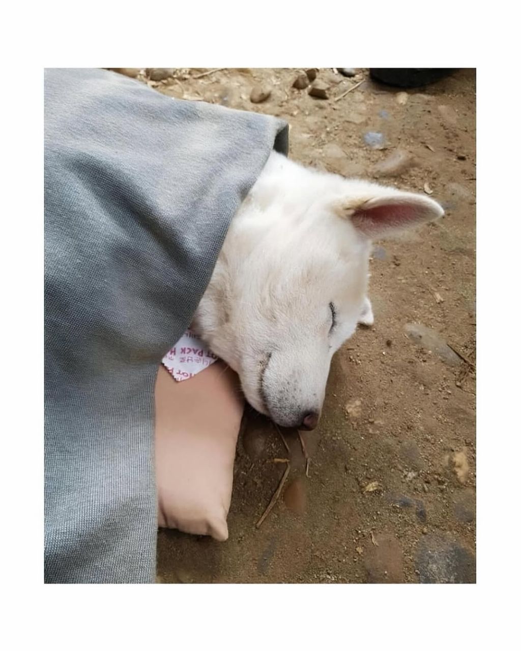 군부대에 들어와서 살기시작한 댕댕이 | 인스티즈