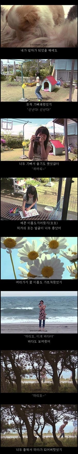 개의 일생 | 인스티즈