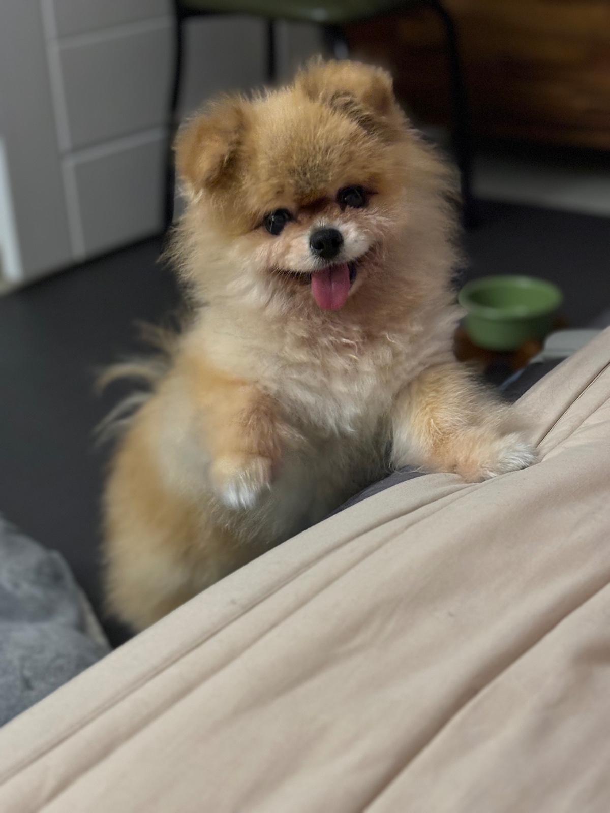 잠 안 와서 쓴 개뚱뚱한 강아지 입양기 | 인스티즈