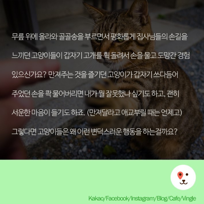 고양이가 갑자기 무는 이유 | 인스티즈