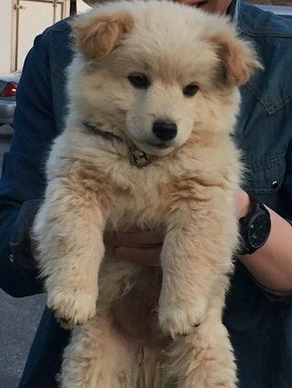 대형견 강아지들의 수많은 포인트 중 하나.jpg | 인스티즈