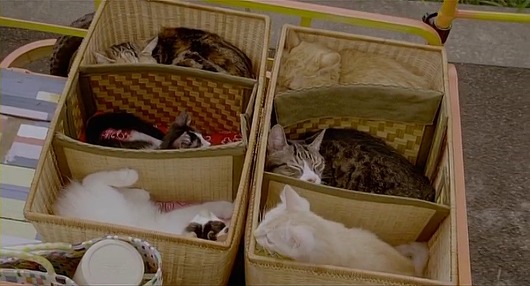 [영화] 고양이를 빌려드립니다.jpgif | 인스티즈