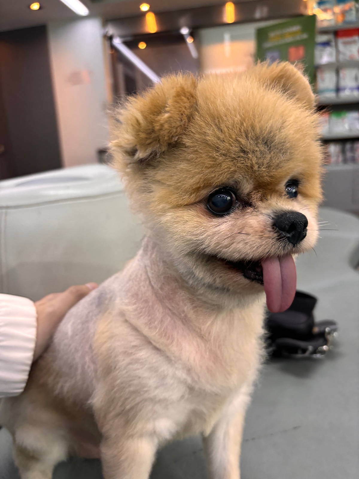 잠 안 와서 쓴 개뚱뚱한 강아지 입양기 | 인스티즈