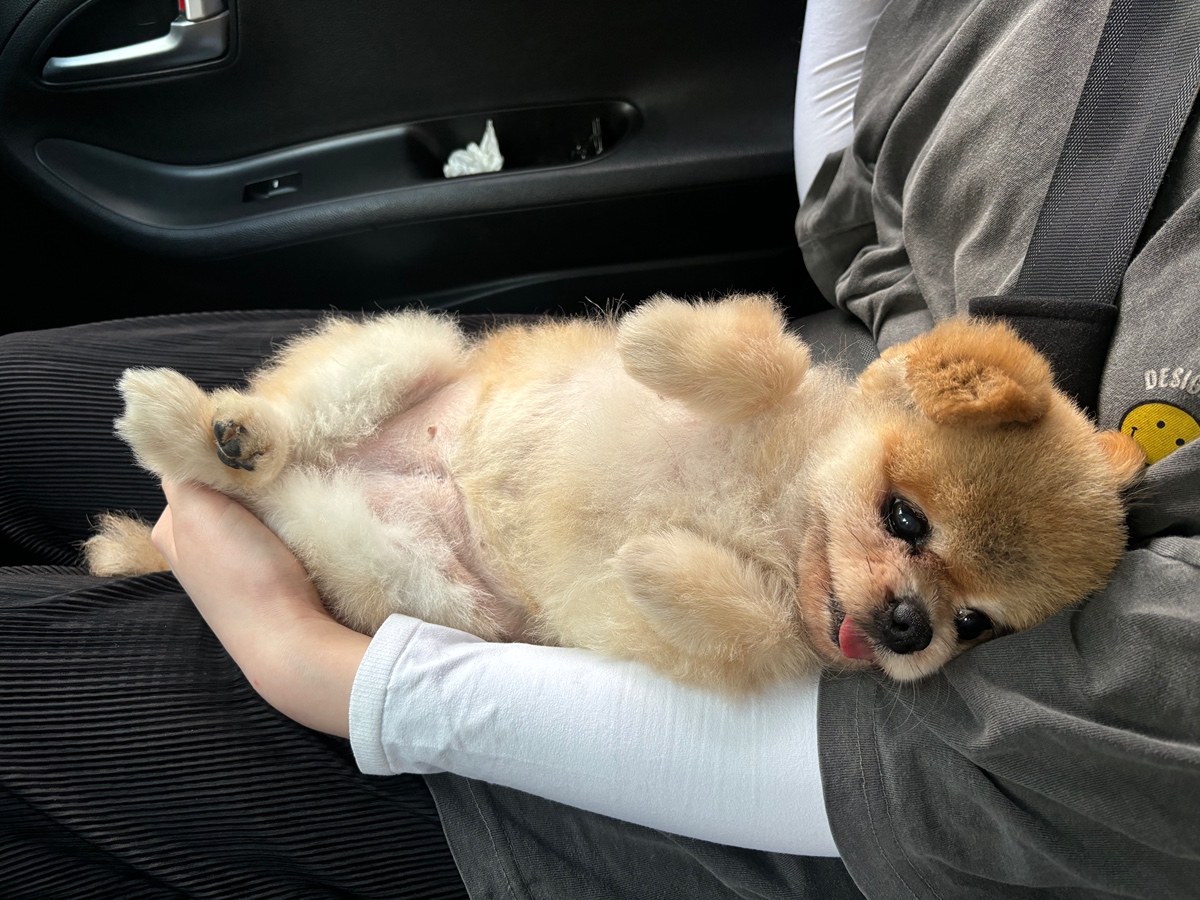 잠 안 와서 쓴 개뚱뚱한 강아지 입양기 | 인스티즈