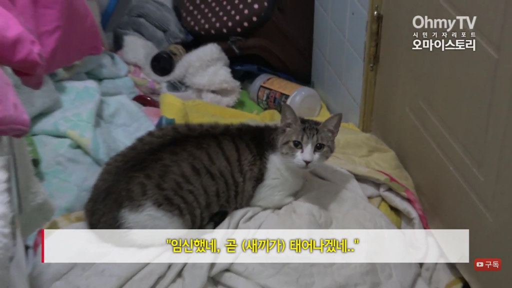 마산 애니멀 호더에게서 구조한 50여마리의 고양이들에게 손길을 내밀어주세요! 곧 쉼터가 폐쇄되어 아이들이 갈 곳이 없습니다 | 인스티즈