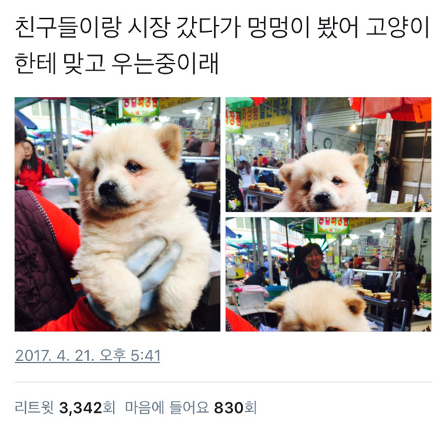 고먐미에게 맞고 우는 아기댕댕이 | 인스티즈