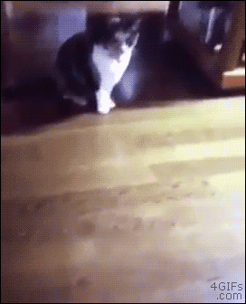 냥이의 놀라운 반응속도.gif | 인스티즈