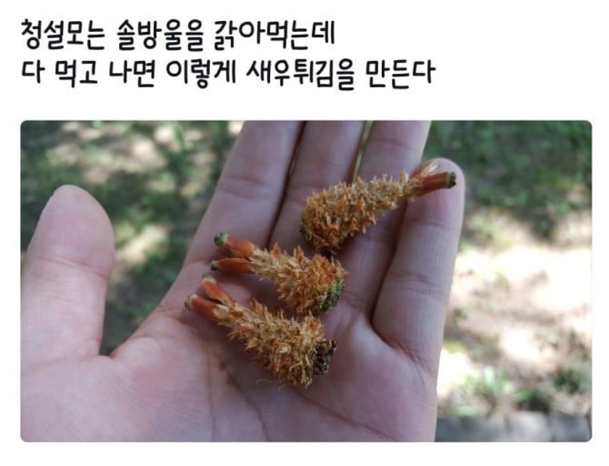 길가에 떨어진 새우튀김 | 인스티즈