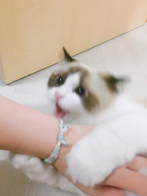 오동통한 고양이의 입술 ㅇㅅㅇ | 인스티즈