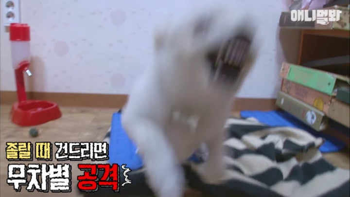 졸릴 때 건들면 열받는 강아지 | 인스티즈