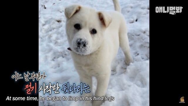 내일 아침 일찍 일어나서 동물농장 봐야하는 이유.jpg | 인스티즈