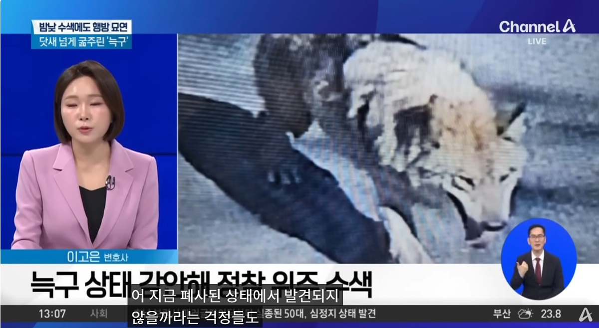 굶어 죽을 가능성도 있다는 늑구 | 인스티즈