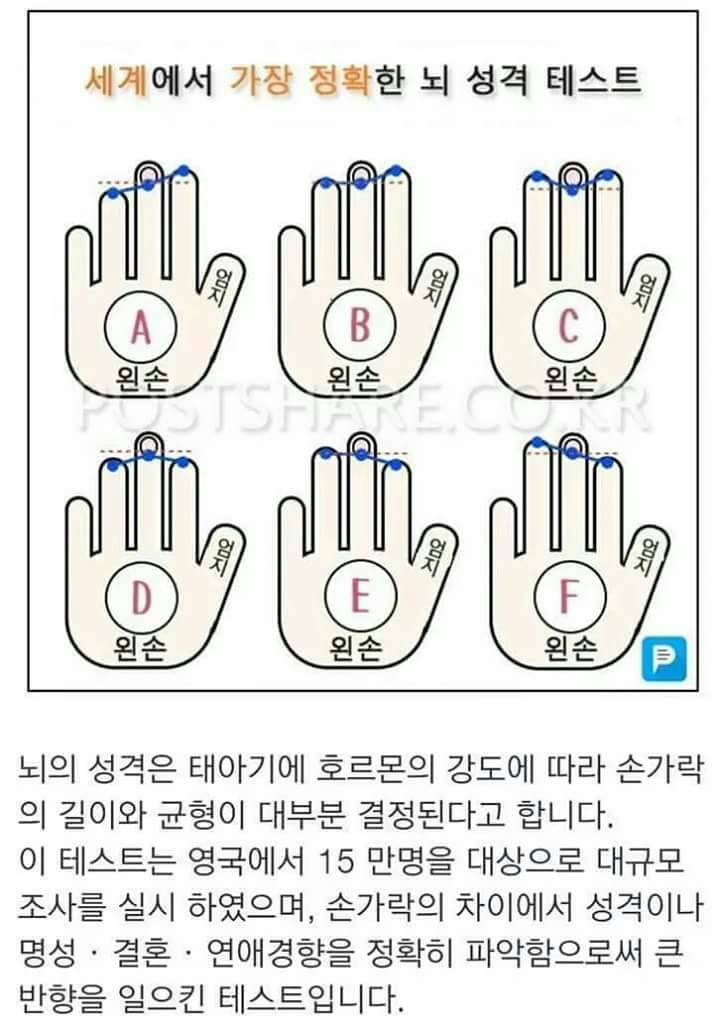 손가락 길이로 보는 뇌 유형.jpg | 인스티즈