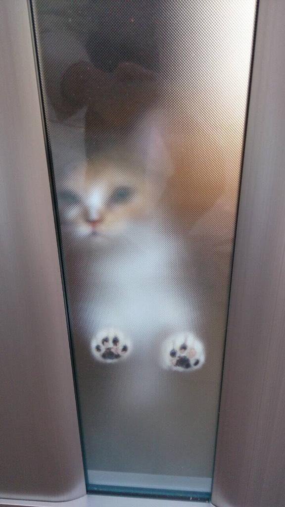 문이 열리네요~ 냥이가 들어오죠~ | 인스티즈