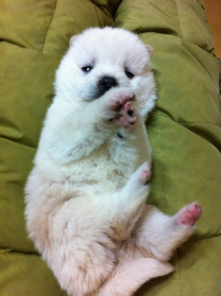 귀여운 댕댕이 | 인스티즈