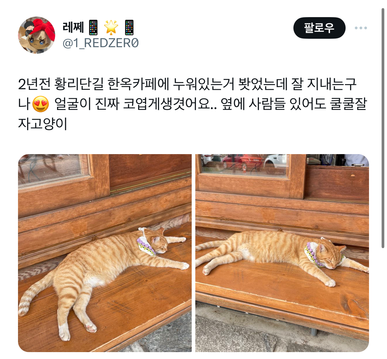 경주의 랜드마크 유명 고양이 | 인스티즈