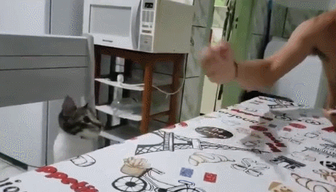 냥이의 댕청미.gif | 인스티즈