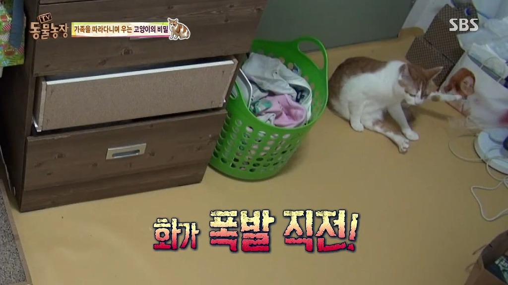 [동물농장] 존트 할말 다 하고 사는 수다쟁이 고양이 쪼롱이ㅋㅋㅋㅋ.jpg (스압) | 인스티즈