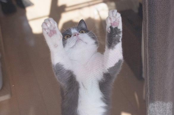 문이 열리네요~ 냥이가 들어오죠~ | 인스티즈