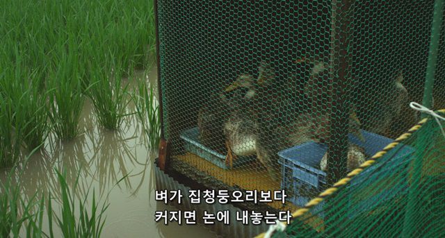 오리를 좋아하는 소녀.jpg | 인스티즈