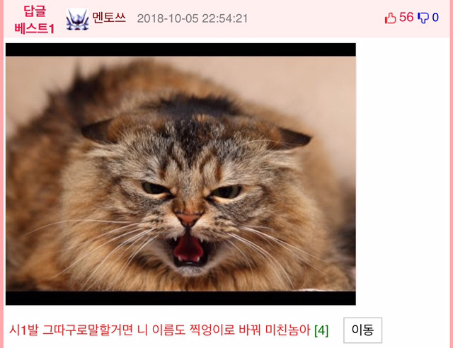 단호한 부엉이....jpg | 인스티즈