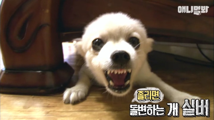 졸릴 때 건들면 열받는 강아지 | 인스티즈