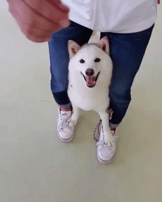 행복해보이는 댕댕이 | 인스티즈
