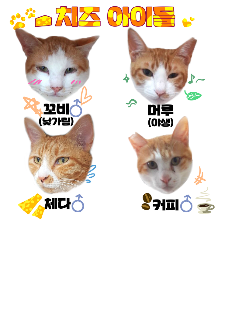 마산 애니멀 호더에게서 구조한 50여마리의 고양이들에게 손길을 내밀어주세요! 곧 쉼터가 폐쇄되어 아이들이 갈 곳이 없습니다 | 인스티즈