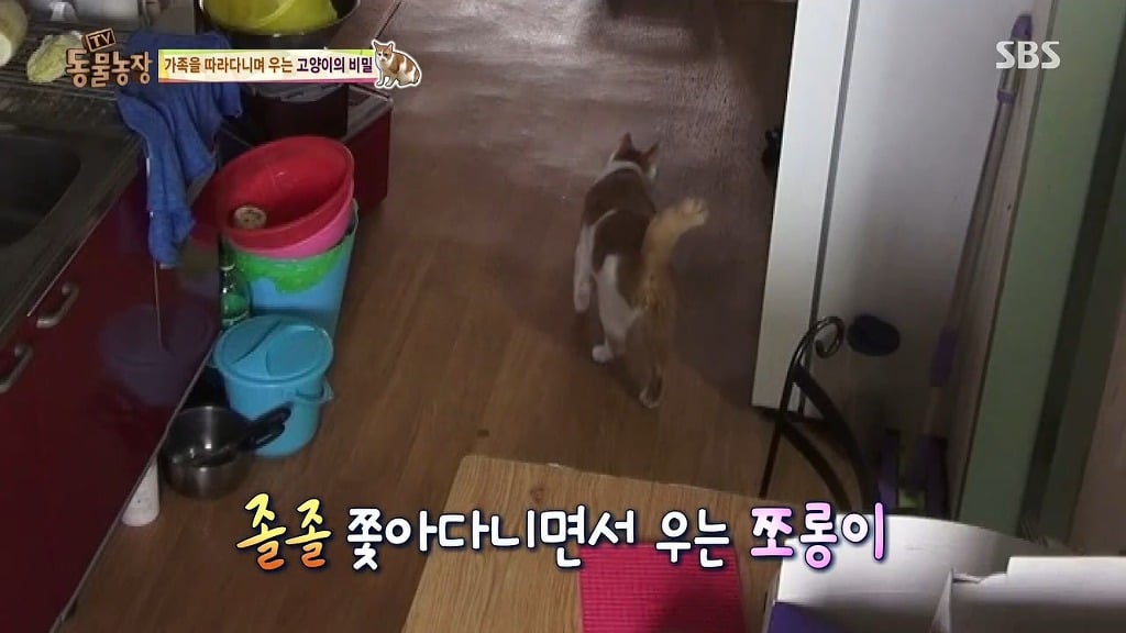 [동물농장] 존트 할말 다 하고 사는 수다쟁이 고양이 쪼롱이ㅋㅋㅋㅋ.jpg (스압) | 인스티즈