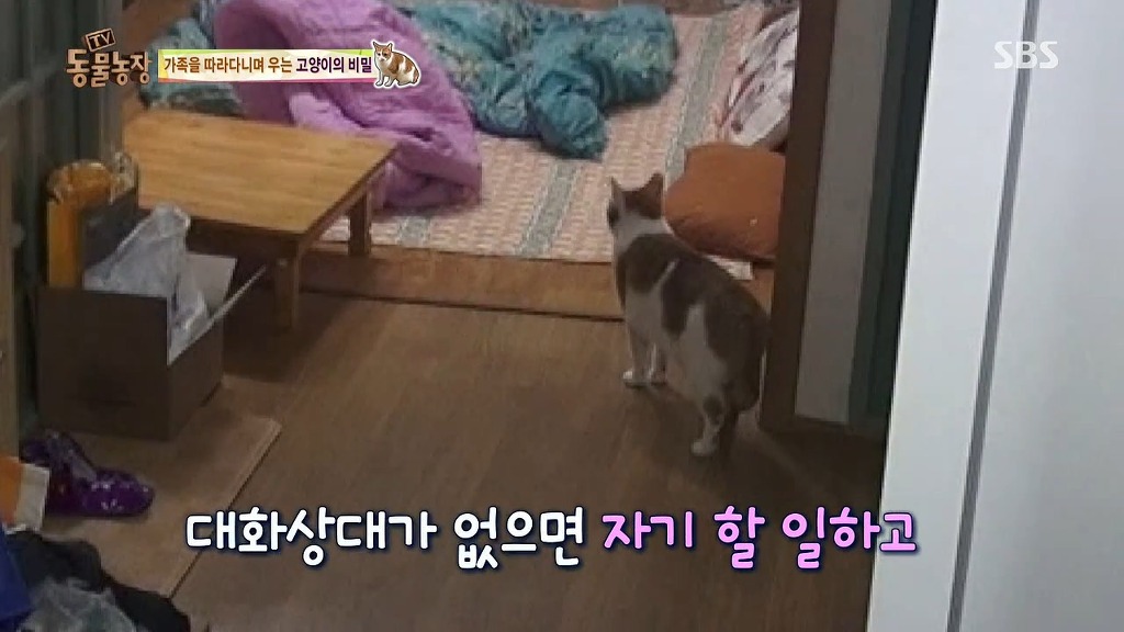 [동물농장] 존트 할말 다 하고 사는 수다쟁이 고양이 쪼롱이ㅋㅋㅋㅋ.jpg (스압) | 인스티즈