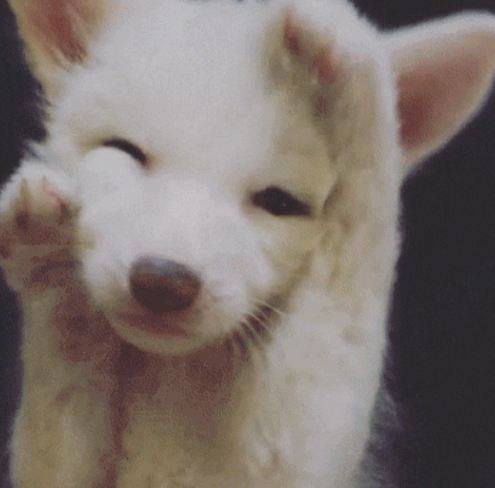 귀여운아기 여우 | 인스티즈