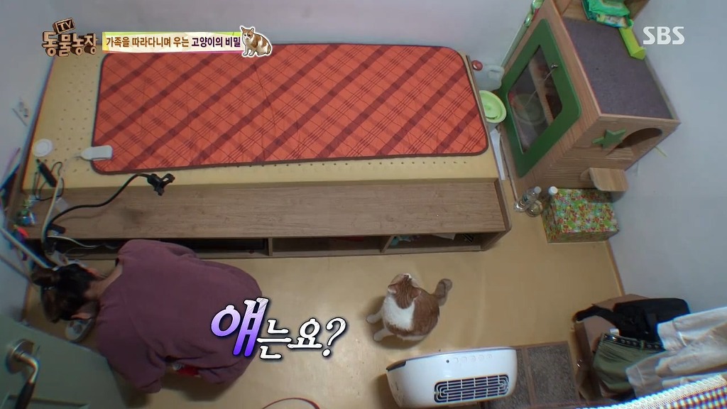 [동물농장] 존트 할말 다 하고 사는 수다쟁이 고양이 쪼롱이ㅋㅋㅋㅋ.jpg (스압) | 인스티즈