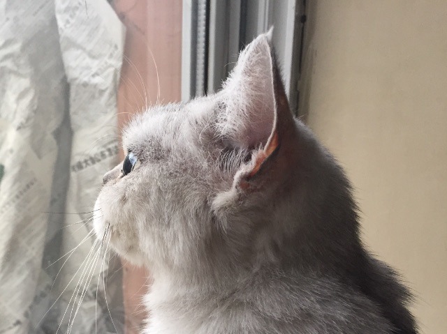 고양이 옆선 | 인스티즈