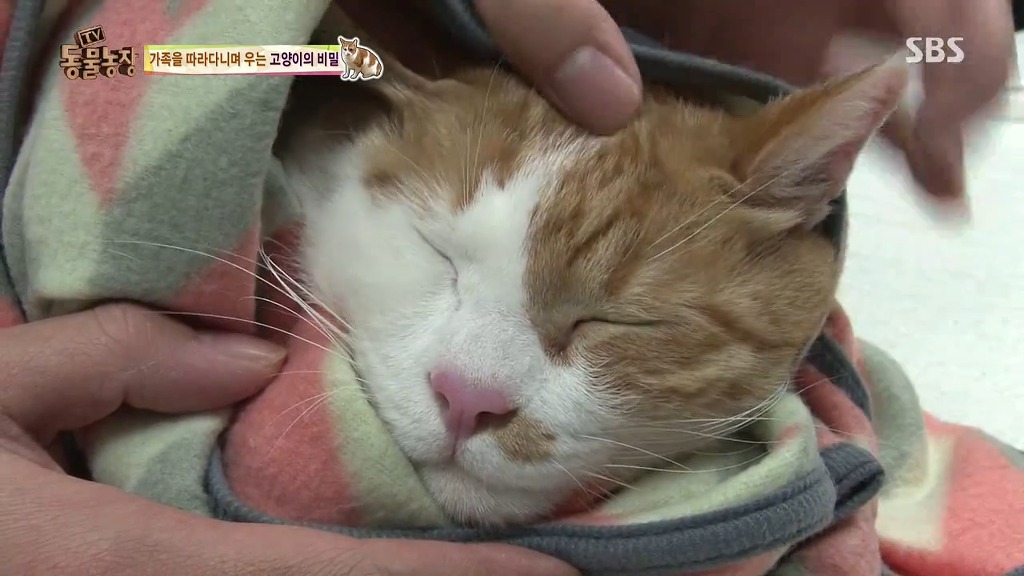 [동물농장] 존트 할말 다 하고 사는 수다쟁이 고양이 쪼롱이ㅋㅋㅋㅋ.jpg | 인스티즈