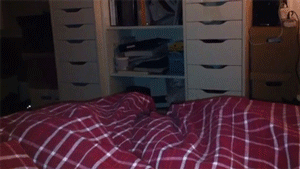 집사와 노는 고양이.gif | 인스티즈