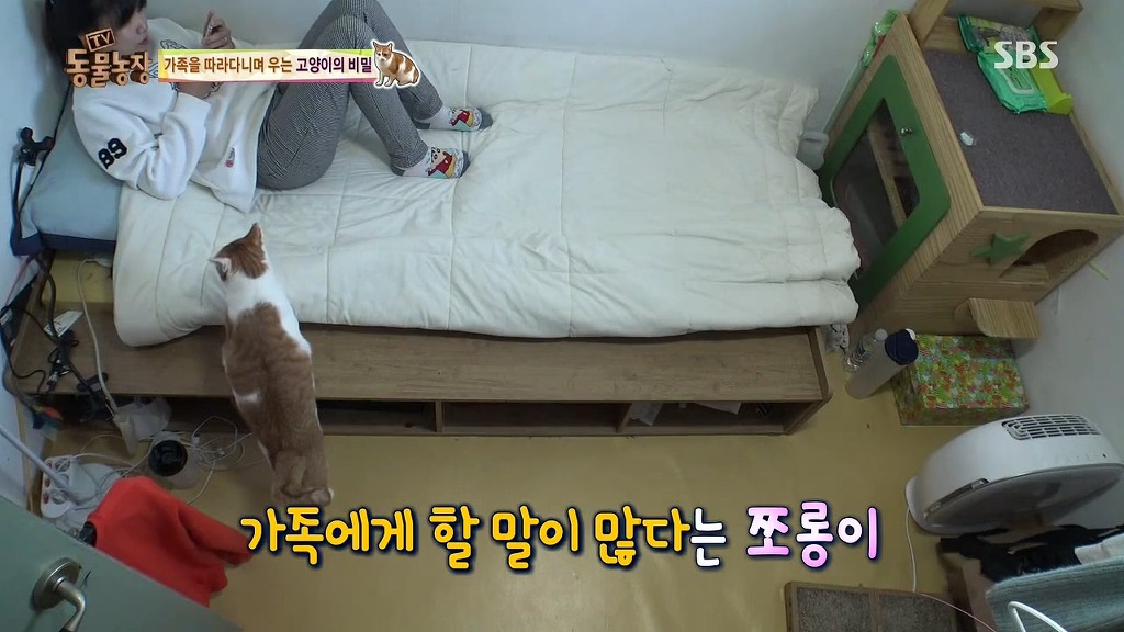 [동물농장] 존트 할말 다 하고 사는 수다쟁이 고양이 쪼롱이ㅋㅋㅋㅋ.jpg (스압) | 인스티즈