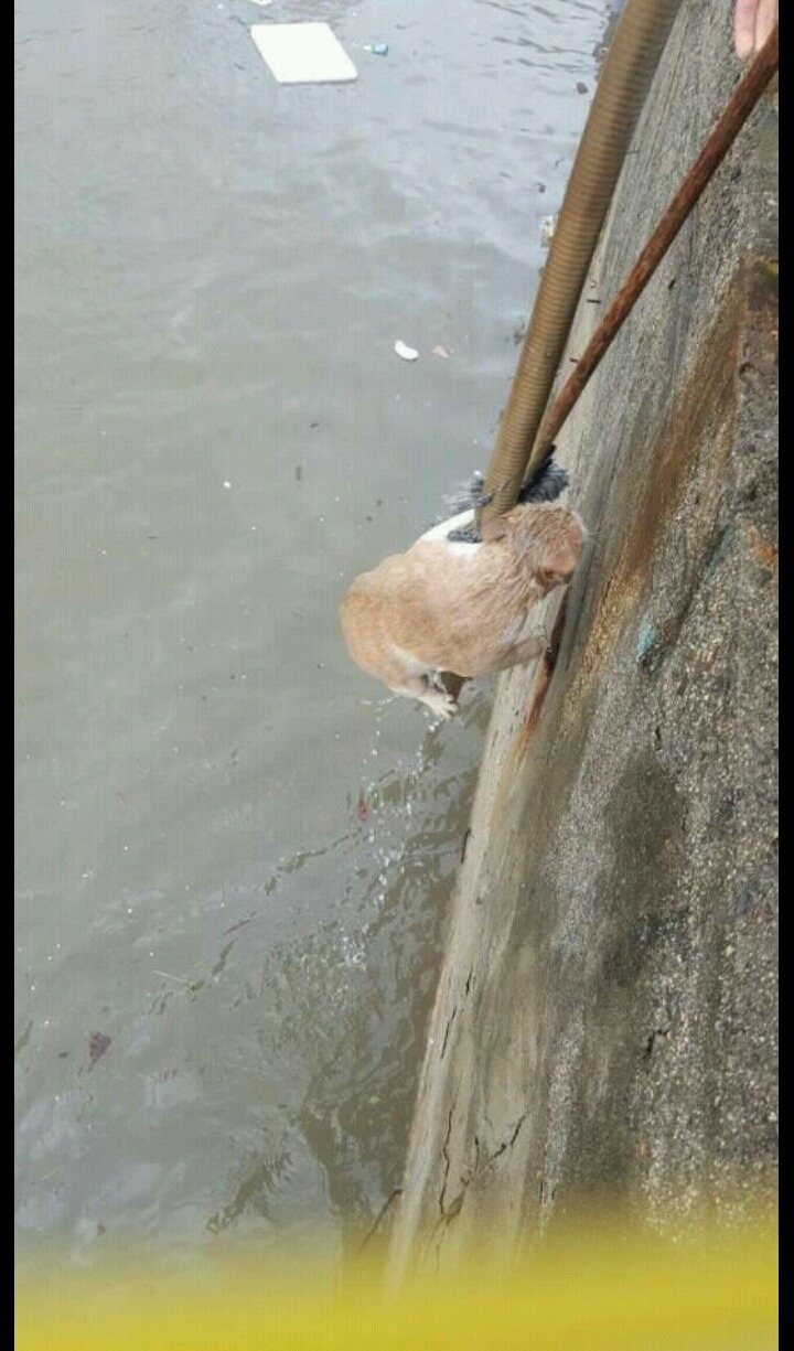 물에빠진 고양이ㅜㅜ | 인스티즈