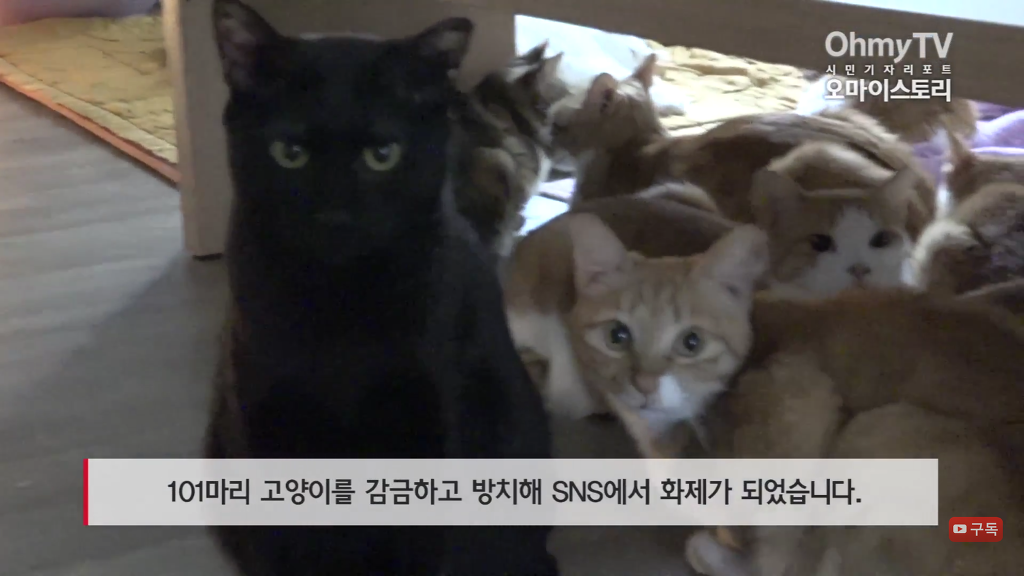 마산 애니멀 호더에게서 구조한 50여마리의 고양이들에게 손길을 내밀어주세요! 곧 쉼터가 폐쇄되어 아이들이 갈 곳이 없습니다 | 인스티즈