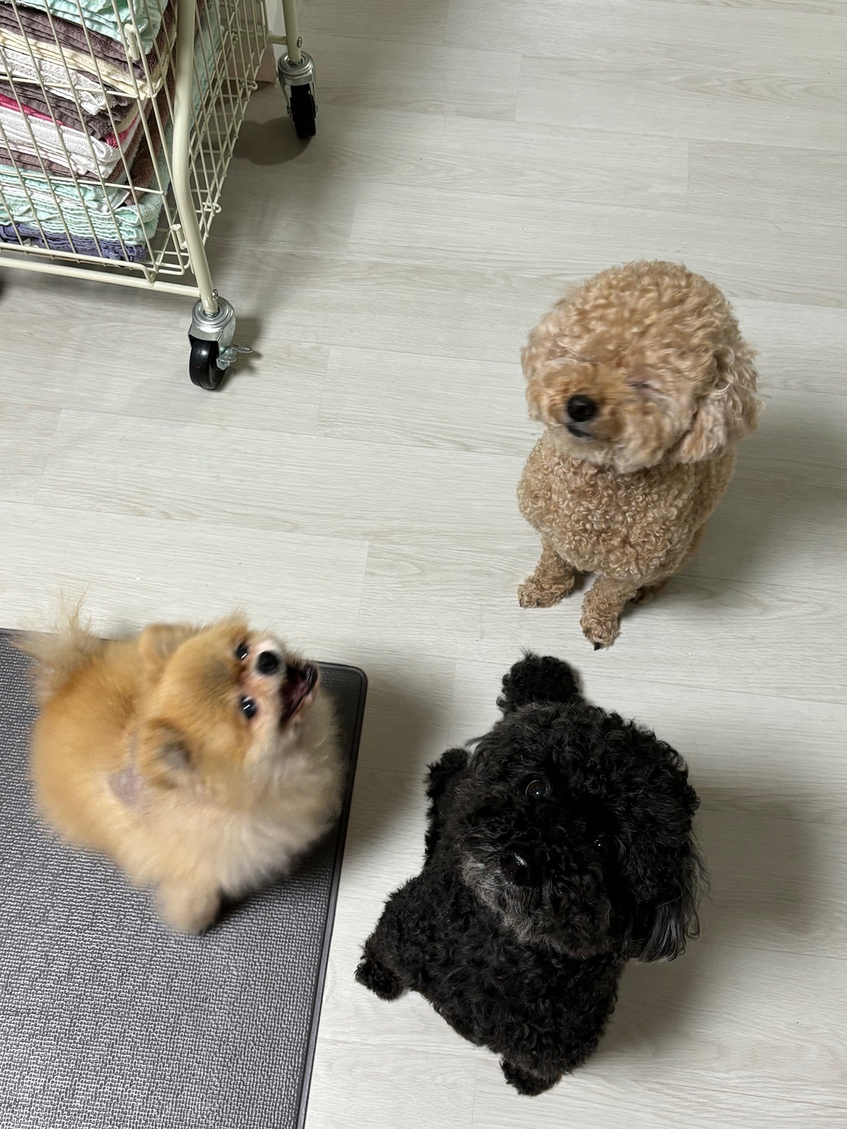 잠 안 와서 쓴 개뚱뚱한 강아지 입양기 | 인스티즈