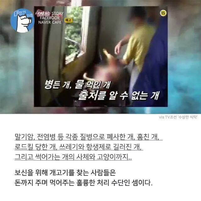 개고기를 먹지말아야 하는 설득력이 있는 이유 | 인스티즈