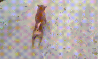 하반신 노불구댕댕이ㅠ | 인스티즈