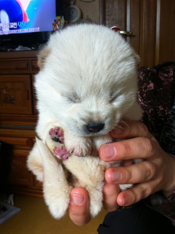 귀여운 댕댕이 | 인스티즈